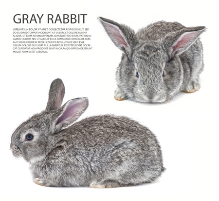 Mix Grey bunny isolated on white の写真素材