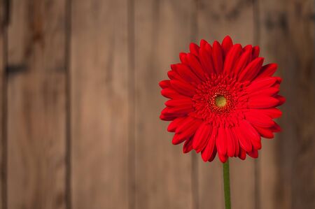 Gerbera against background of wooden fenceの写真素材