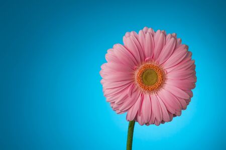pink gerbera on a blue backgroundの写真素材