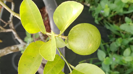 Orange plantの写真素材