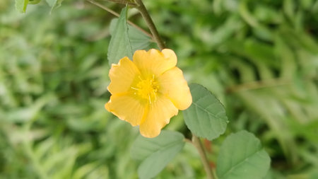 Yellow flower in the garden with green leaves background, nature concept.の写真素材