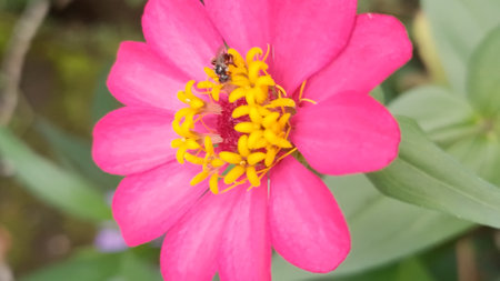 Pink zinnia flower and bee in the garden, stock photoの写真素材