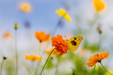butterfly must a pair and a flowerの写真素材