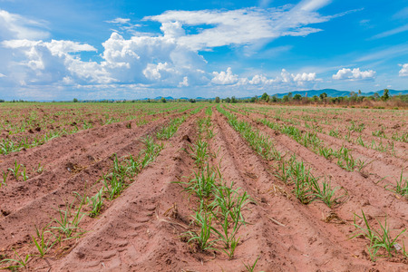 Large areas of sugarcane planting  Lop buri province の写真素材