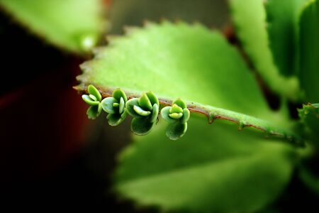  succulents - succulent offshots from leafの写真素材