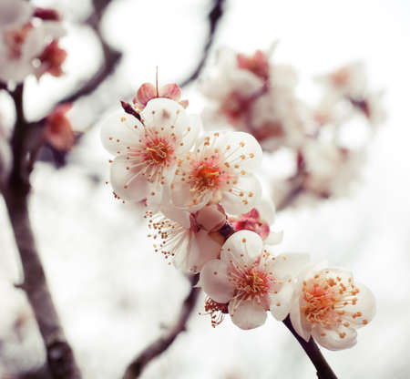 Beautiful flower shoot at Japan Tokyo in winter.の写真素材