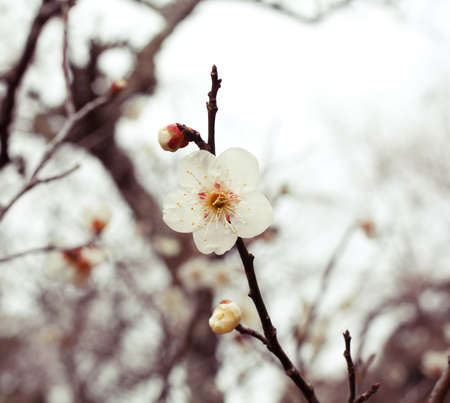 Beautiful flower shoot at Japan Tokyo in winter.の写真素材