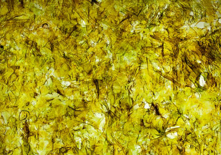 Green seaweed close up shoot abstract pattern.の写真素材
