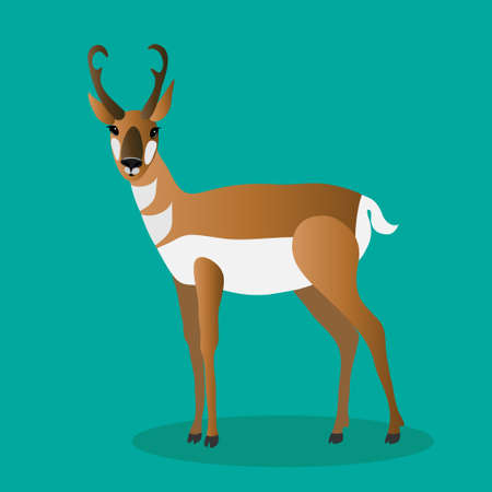 Pronghorn standing on a green background. Animals of north america.