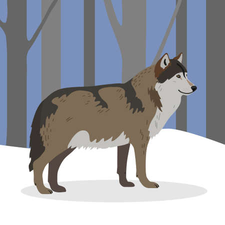 Gray wolf in a realistic style in the winter forest. The wolf is walking in the forest. Winter...