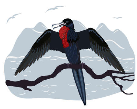 Christmas frigatebird. The bird sits on a branch with its wings spread. Endemic to Christmas Island. Australian bird.のイラスト素材