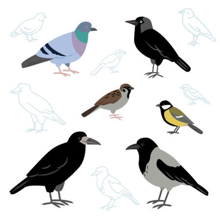 Vector collection of city birds isolated on a white background. European birds, crow, pigeon, jackdaw, sparrow, tit and rook in flat style.のイラスト素材