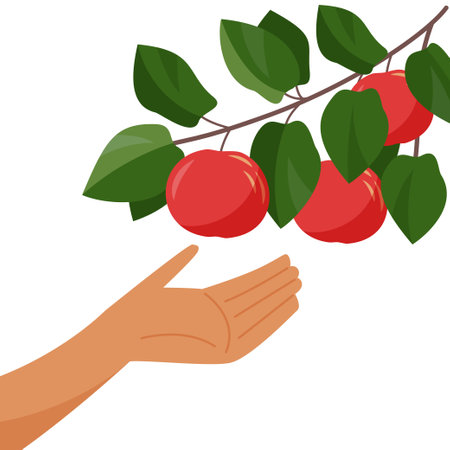 Hand and apple tree branch. Picking apples. Harvesting. Branch with ripe apple isolated on a white background. Vector flat illustration.のイラスト素材