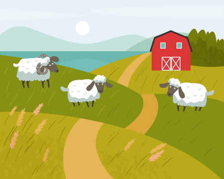 White sheep with black muzzles graze in a meadow. Red farm in the background. Vector flat illustration.のイラスト素材