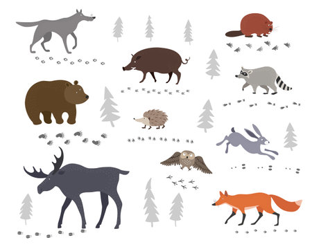 A set of forest animals and their footprints - hare, fox, wild boar, wolf, bear, elk, hedgehog, beaver and raccoon.のイラスト素材