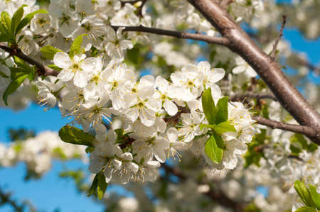 Flowering young fruit trees in early spring