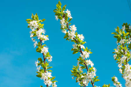 Flowering young fruit trees in early springの写真素材