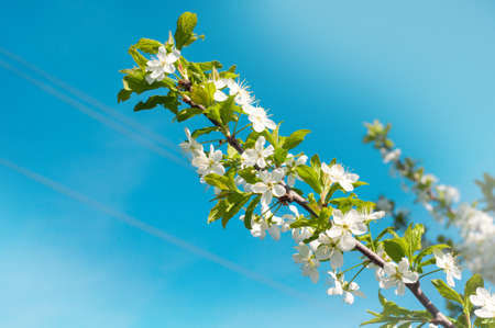 Flowering young fruit trees in early spring