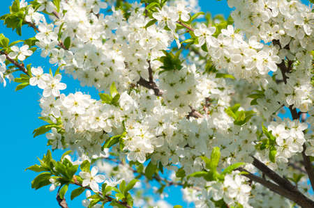 Spring flowering treesの写真素材