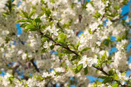 Spring flowering treesの写真素材