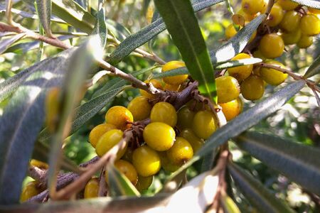 Ripe sea-buckthorn fruits on a branch in the gardenの写真素材