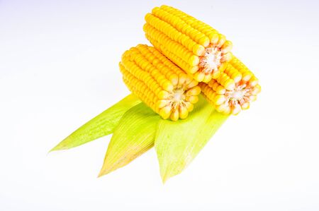 Ripe corn on the cob on a white backgroundの写真素材