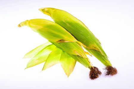 Unpeeled Corn on the Cob on a White Backgroundの写真素材
