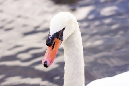 White adult swan floats on the lake, near the shoreの写真素材