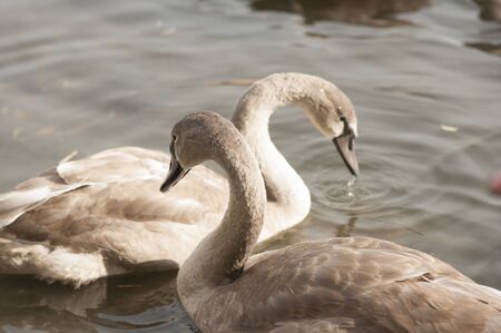 A young swan swims along the lake, near the shoreの写真素材