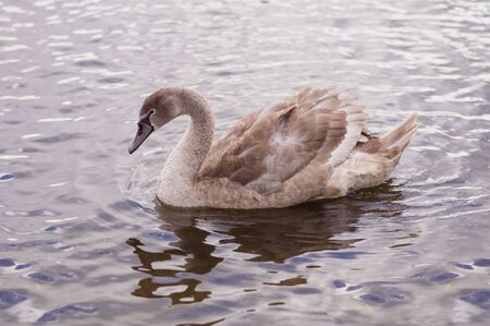A young swan swims along the lake, near the shoreの写真素材
