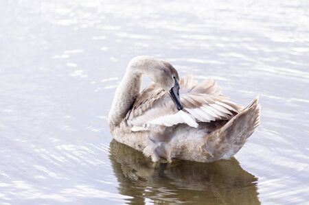 A beautiful swan washes on the lakeの写真素材