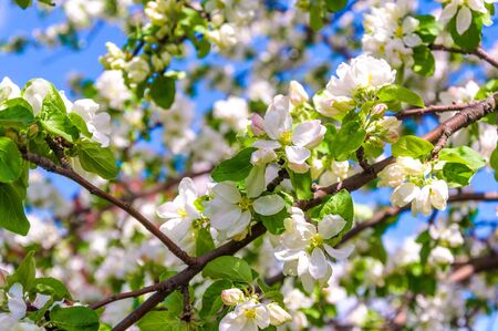 Spring blossom: branch of a blossoming apple tree on garden backgroundの写真素材