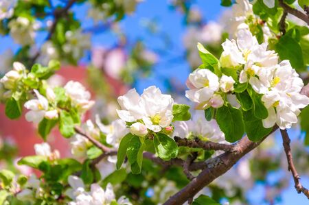 Spring blossom: branch of a blossoming apple tree on garden backgroundの写真素材