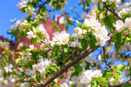 Spring blossom: branch of a blossoming apple tree on garden backgroundの写真素材