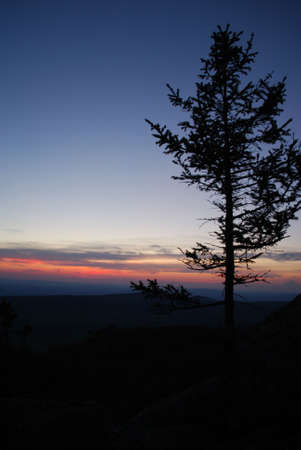 Sundown & treeの写真素材