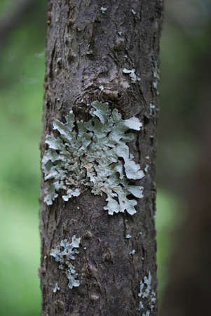Lichen on the bark, tree disease