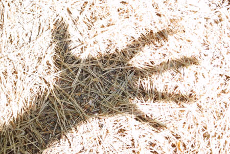 Dead fir-needles in the hand shade, summer background, textureの写真素材