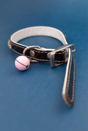 Isolated collar with clack on blue backgroundの写真素材