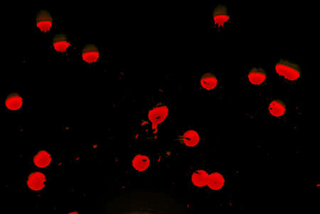 Abstract blood on black backgroundの写真素材