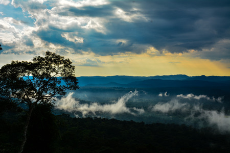 After Rain View of Evergreen Forest