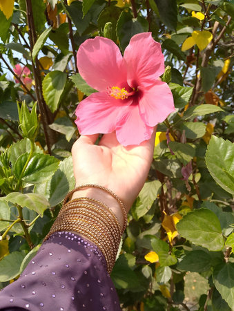 Pink hibiscus flower in hand on a background of green leavesの写真素材