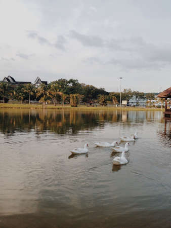 swan lake