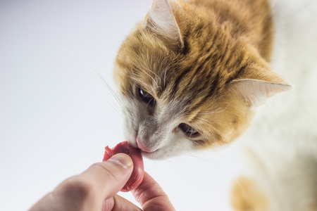 cat yellow hungry food petfoodの写真素材