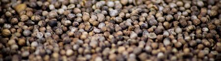 Coriander  spicy, food, pepper, spices, spice