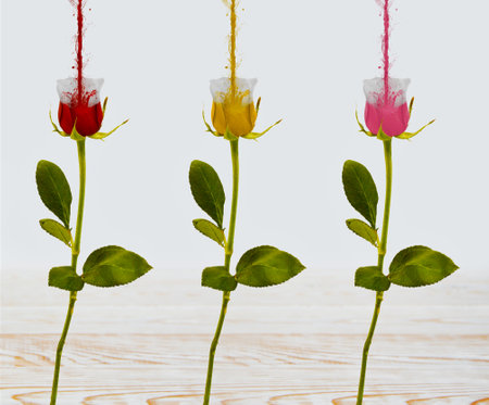 Colorful roses. Rose made up of colors. Photo manipulation. Color splash rose. Red, yellow and pink rose. A flower of roses. On the table.の写真素材