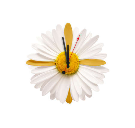 Daisy clock. Spring season has come. Decorative design. Photo manipulation. One white daisy flower isolated. Flat lay, top view. Floral pattern, object. Close-up daisy. With clipping mask. White back.の写真素材