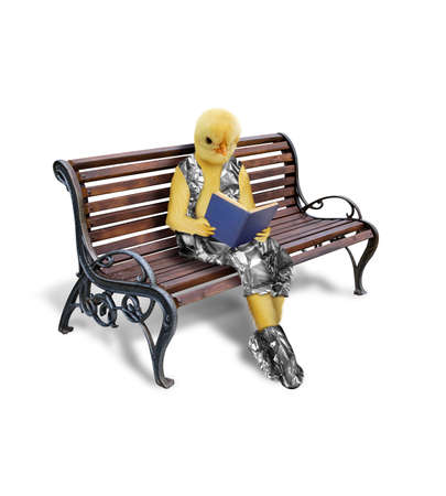 Chick dressed as human is reading a book. The chick sitting on the bench is reading a book.の写真素材