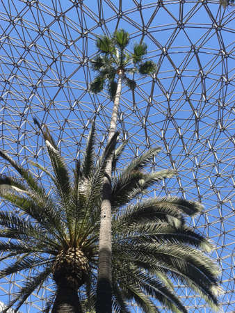 palms dome