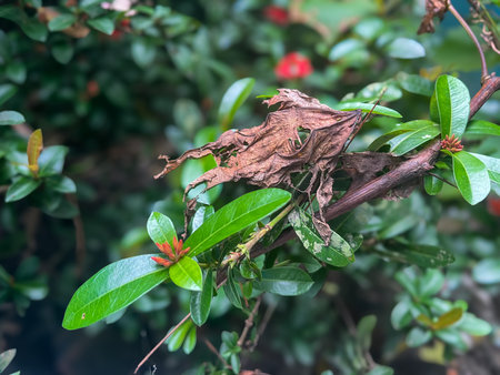 A closeup shot of a brown leaf on a branch in the garden