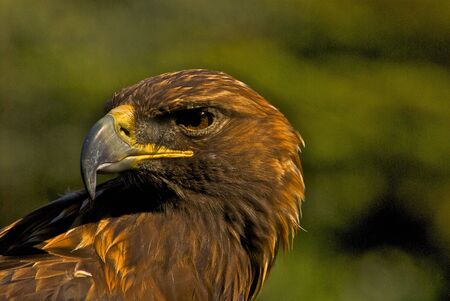 A Golden Eagle looking over its shoulder